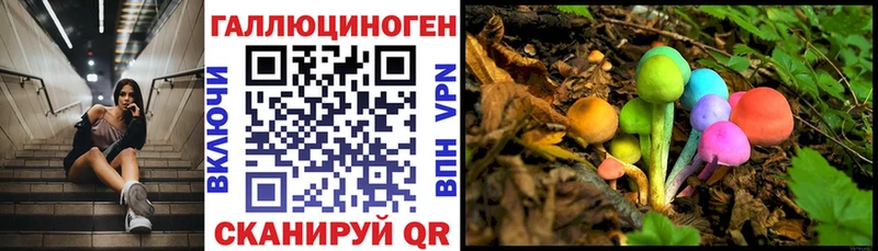 закладки  Кувандык  Псилоцибиновые грибы Psilocybe 